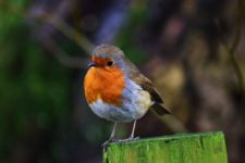 Foto eines Singvogels.